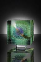 Green Anemone D29 by Wilfried Grootens