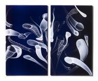 Zooid Dance by Nancy Callan