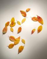 The Wind's Indecision by Dean Bensen & Demetra Theofanous