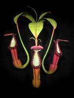 Typically Epiphytic by Evan Kolker